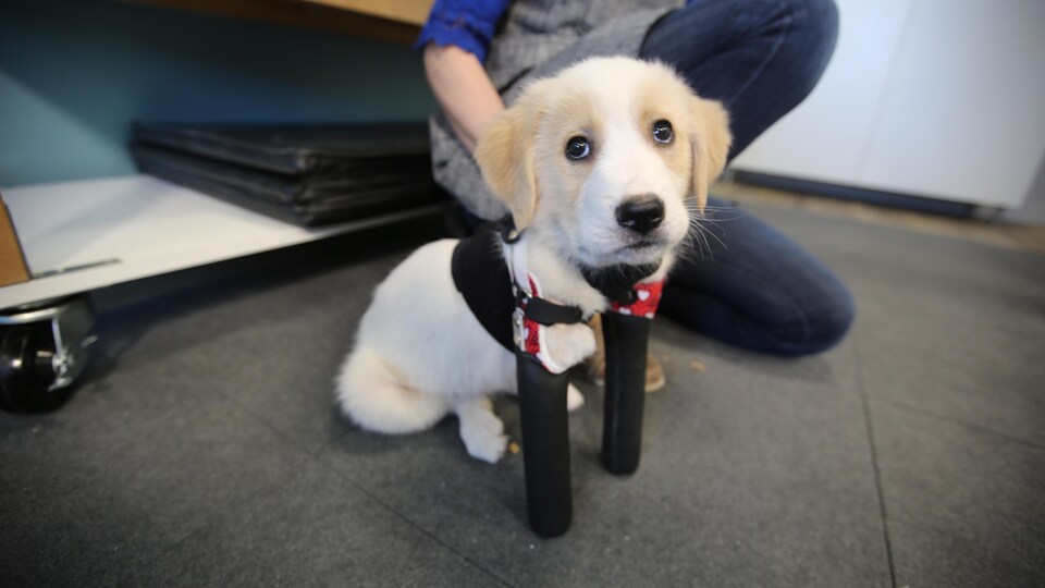 Un chien né avec seulement deux pattes reçoit des prothèses pour apprendre à marcher Radio