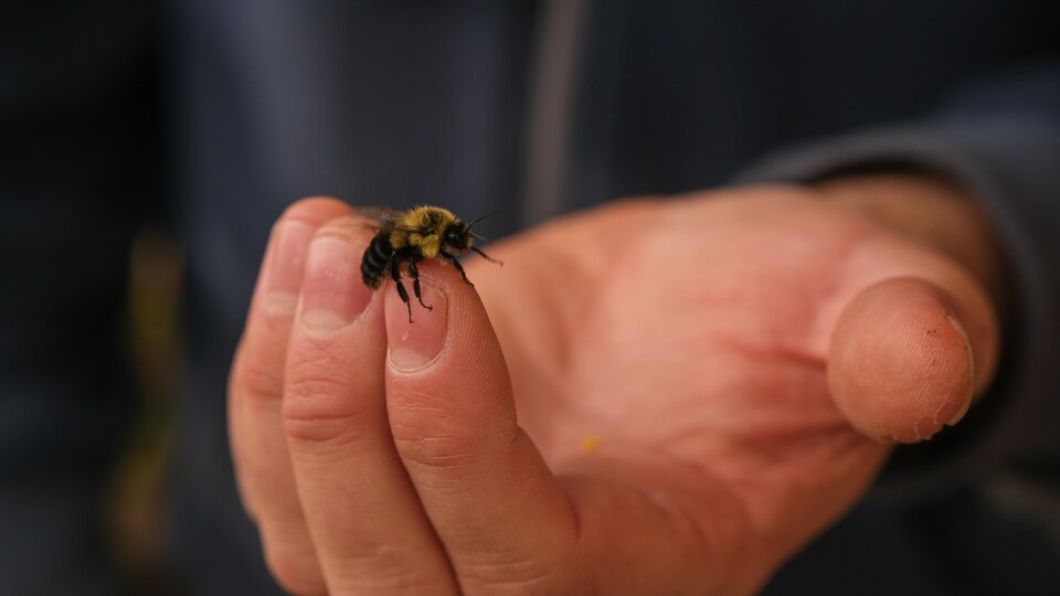 L'apiculteur examine de près l'état de la fourure de cette jeune abeille ouvrière.