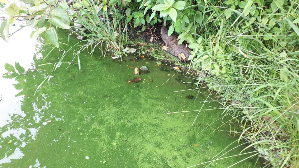 Une eau verdâtre et la présence d'algues au bord d'un lac.