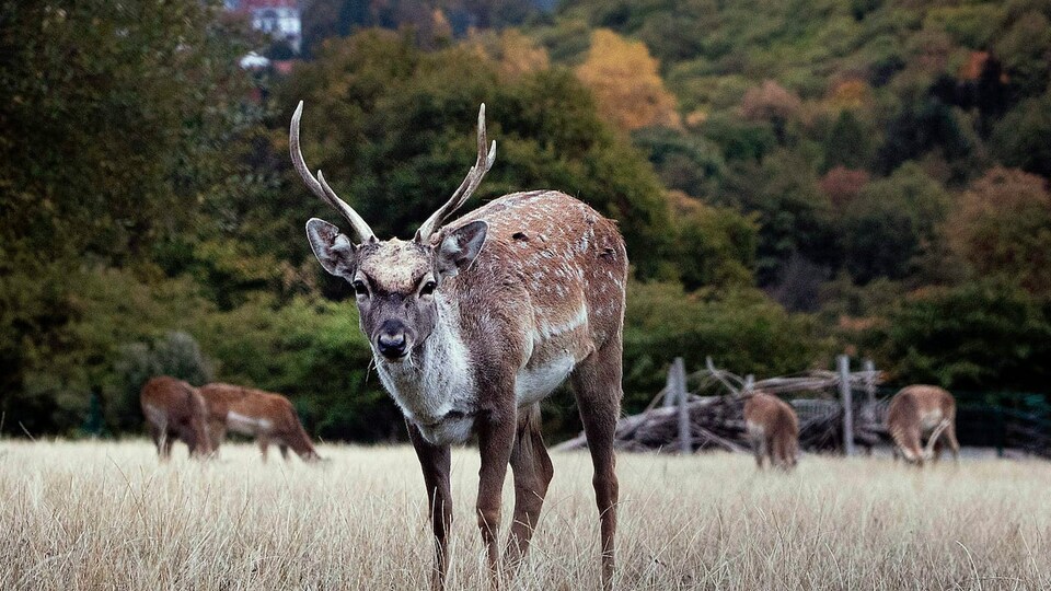 Un daim dans son habitat naturel en Allemagne.