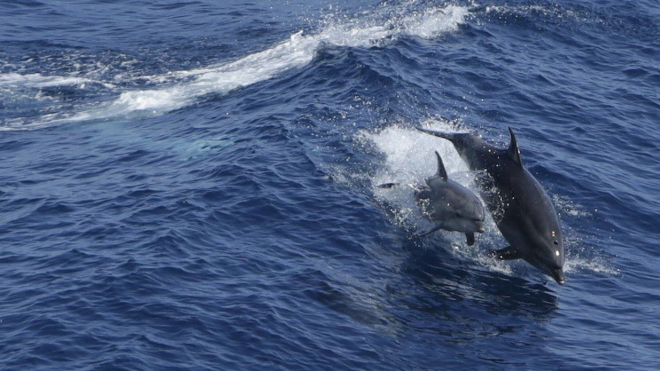 Deux dauphins sautent hors de l'eau au milieu de l'océan.
