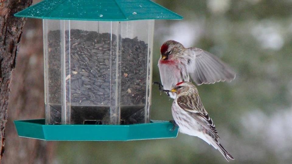 Deux oiseaux gris et rougeâtres se nourrissent dans une mangeoire. 