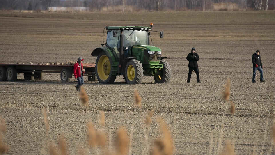Des travailleurs agricoles dans un champ.