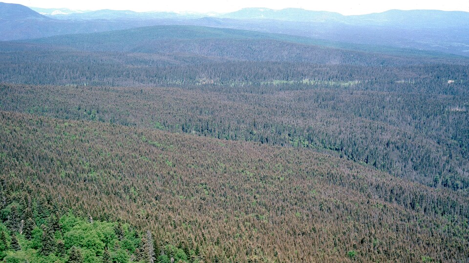 Une forêt avec beaucoup d'arbres souffrant de défoliation.