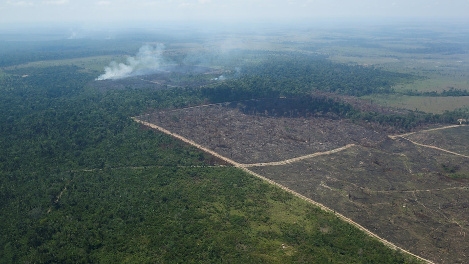 Une vue aérienne de la forêt amazonienne.