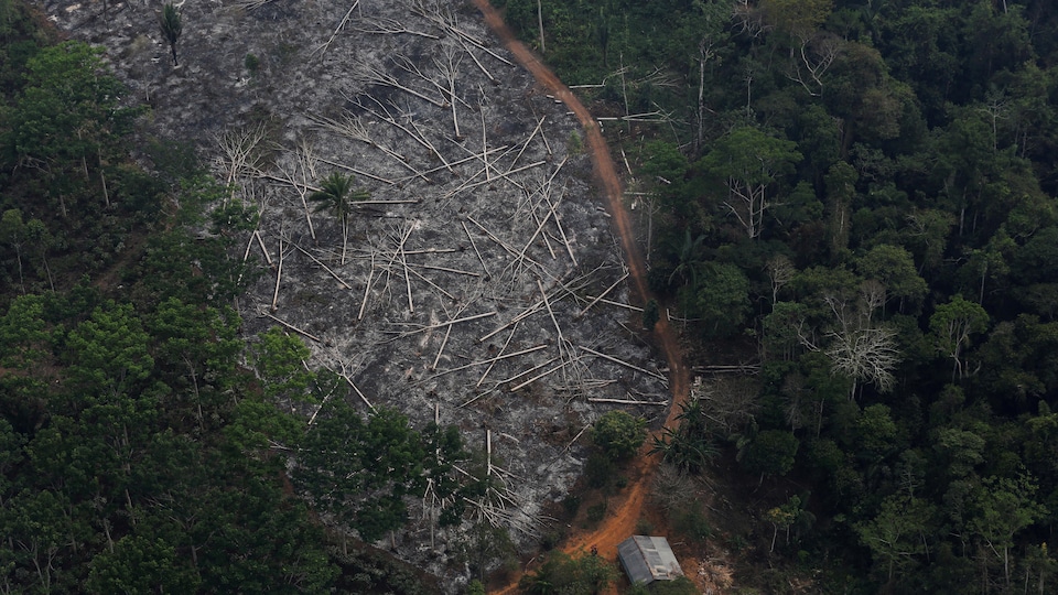 Une parcelle déboisée de l'Amazonie dans la forêt nationale de Bom Futuro, à Porto Velho, dans l'État de Rondoni. 