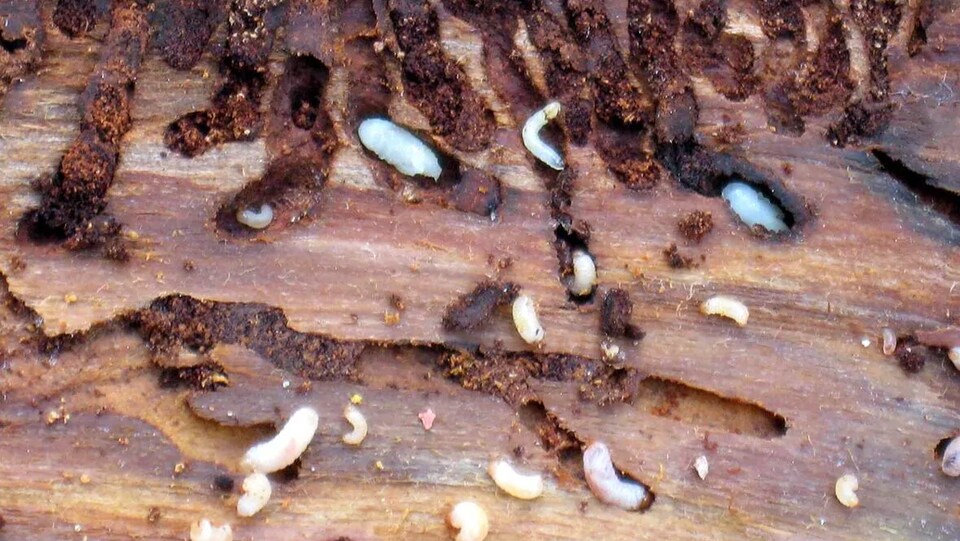 Gros plan sur des larves du dendroctone de l’épinette dans du bois.