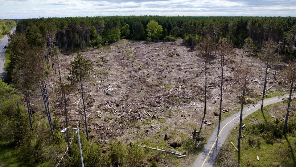 Photographie aérienne d'un boisé où des arbres sont tombés et ont été coupés.