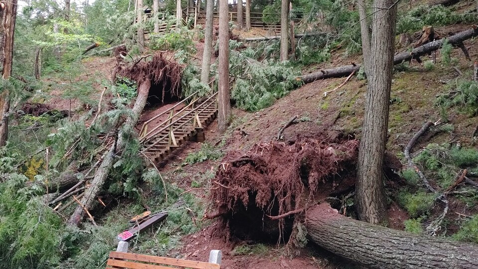 Une dizaine d'arbres tombés au parc Victoria.