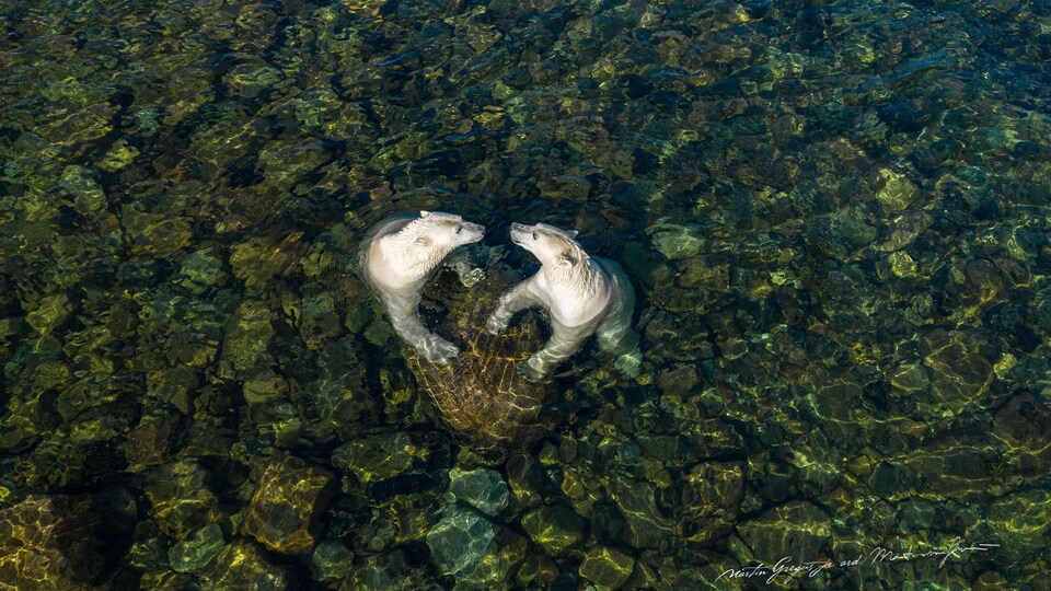 Two polar bears bathe in shallow water.