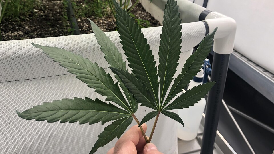 La main d'une personne tient deux tiges de cannabis.