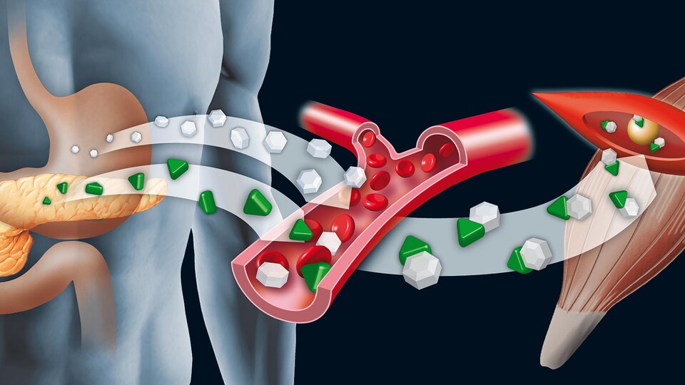 Le pancréas intervient dans le contrôle du taux de glucose dans le sang.