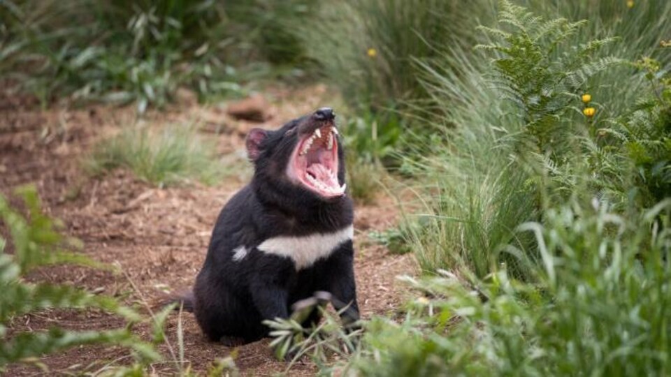 Un diable de Tasmanie dans la nature.
