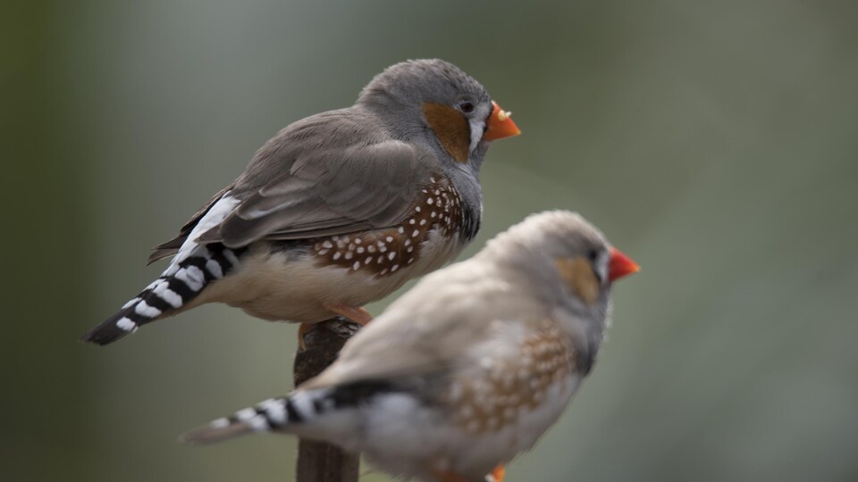 Un couple de diamants mandarins.