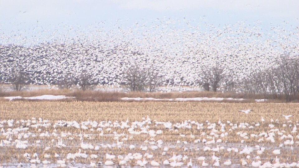 Une nuée d'oiseaux.