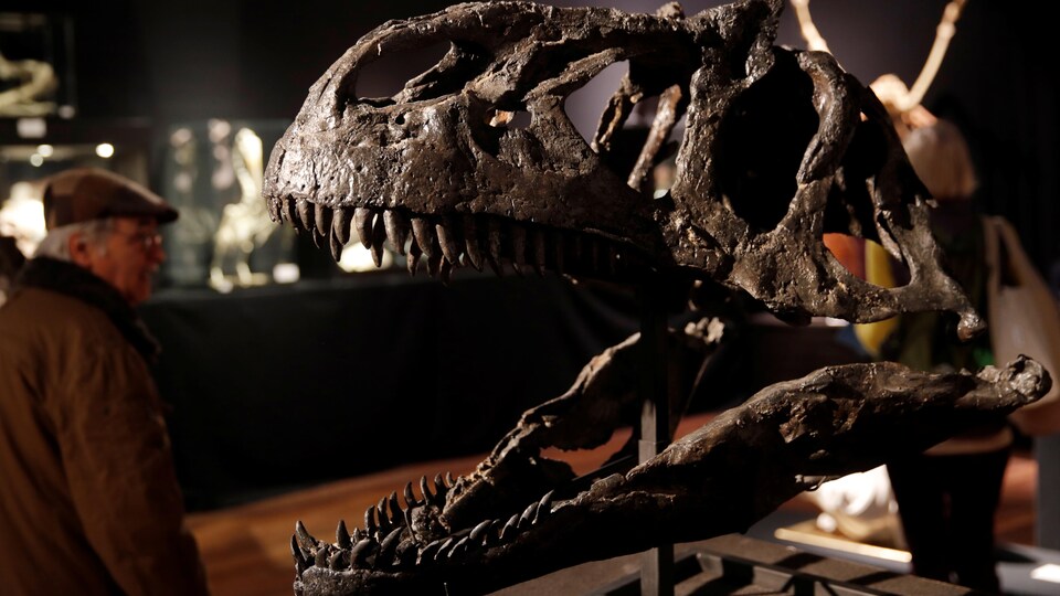 Un squelette de dinosaures