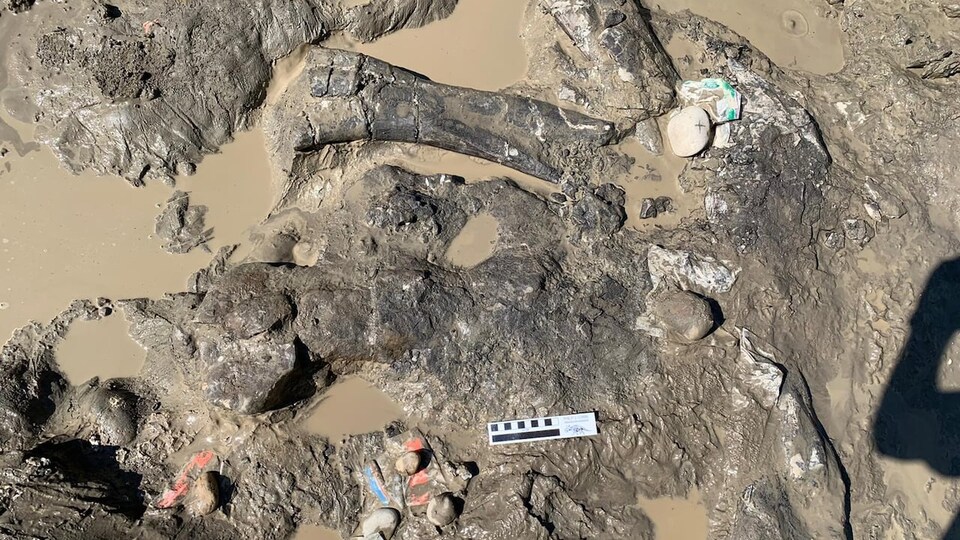 Un dépôt d'ossements de dinosaures près de la rivière Pipestone à l'ouest de Grande Prairie, le 22 juin 2022.