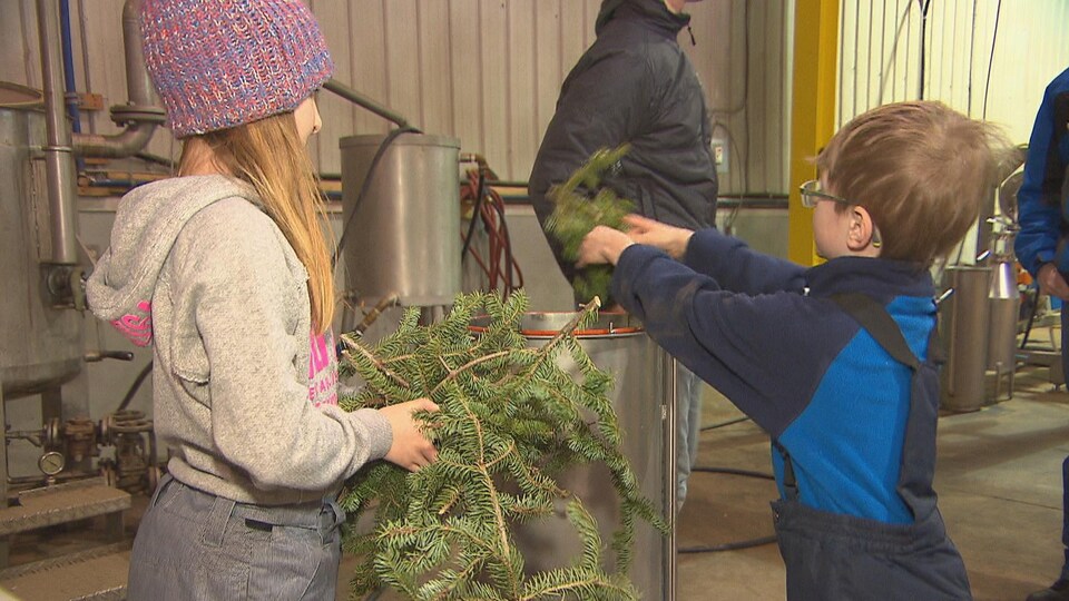 Deux enfants mettent des branches de sapin dans un tube pour faire la distillation de l'arbre.