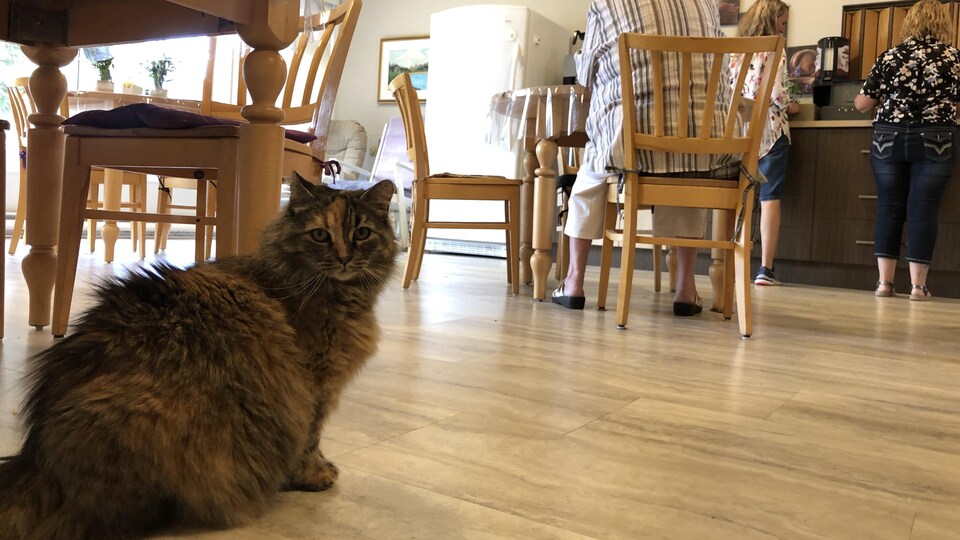 Un chat dans une cuisine.
