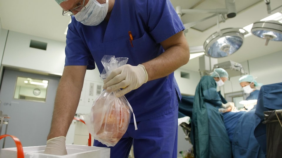 Un chirurgien place dans une glacière un sac contenant un rein qui vient d'être prélevé.