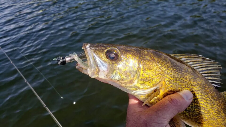 Un doré jaune entre les mains d'un pêcheur. 