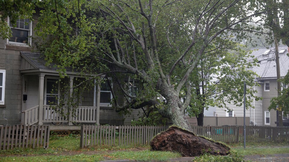 Un arbre déraciné en face d'une maison à Halifax.