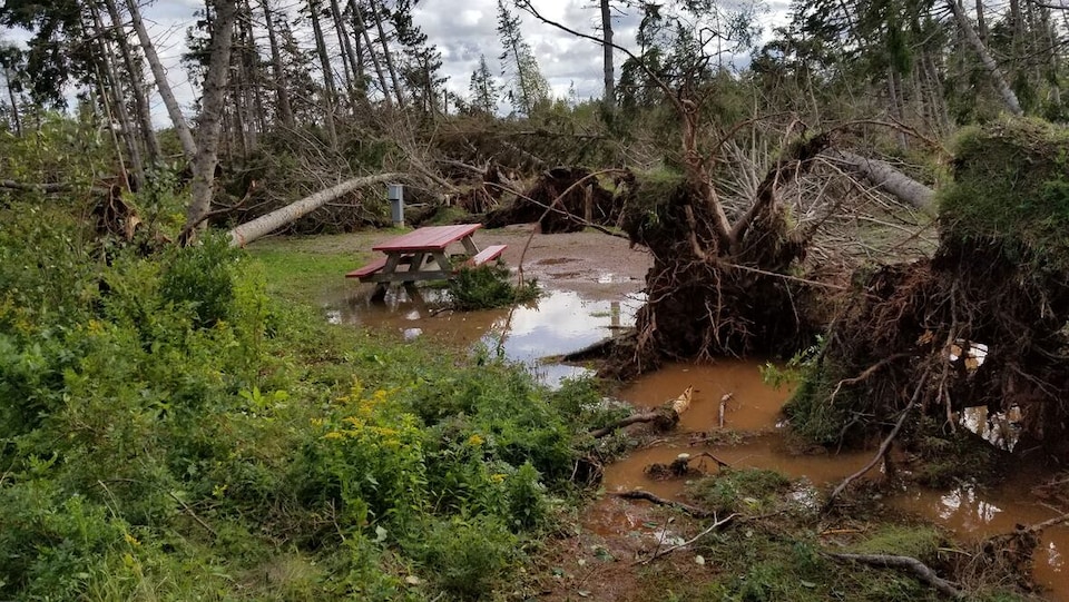 Une table de pique-nique au milieu d'un terrain inondé et jonché d'arbres déracinés.