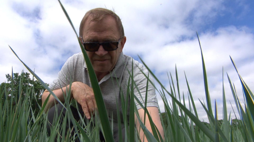 Un homme dans un champ de Kernza au Manitoba.