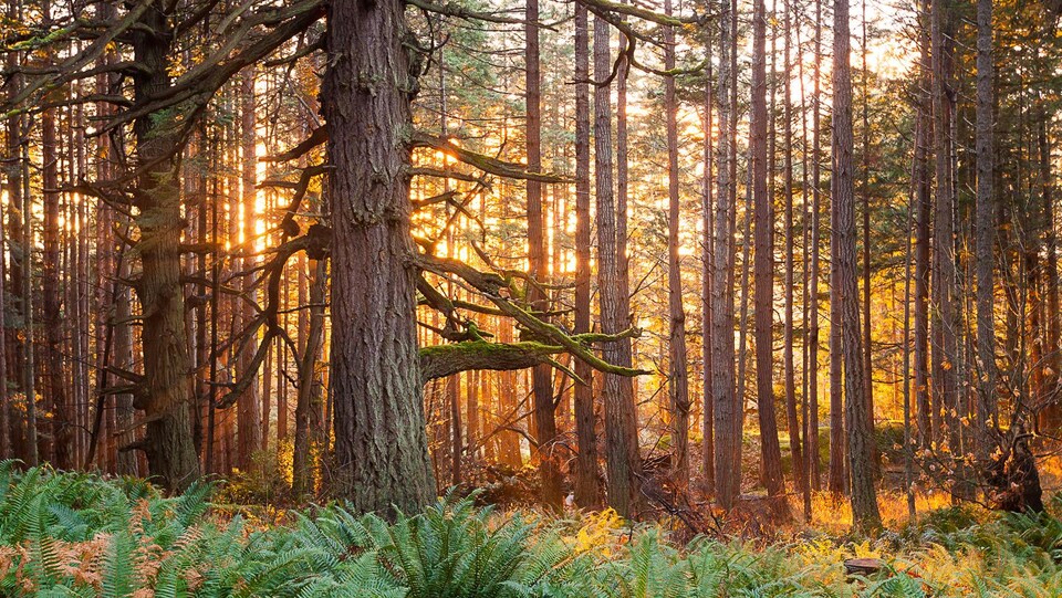 Le soleil couchant brille à travers une forêt côtière de sapins Douglas à Metchosin.