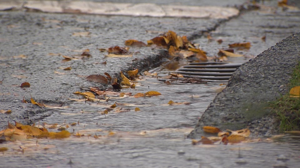 Des feuilles, emportées par la pluie, commencent à s'amasser autour d'un drain.
