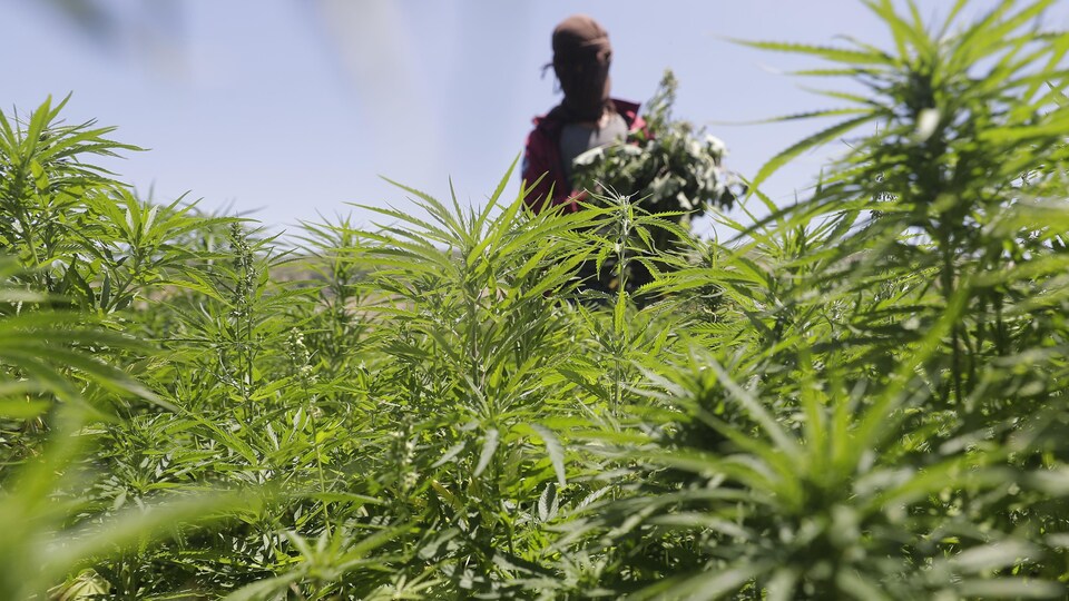 Un champ de cannabis au Liban avec un travailleur cagoulé en arrière-plan.