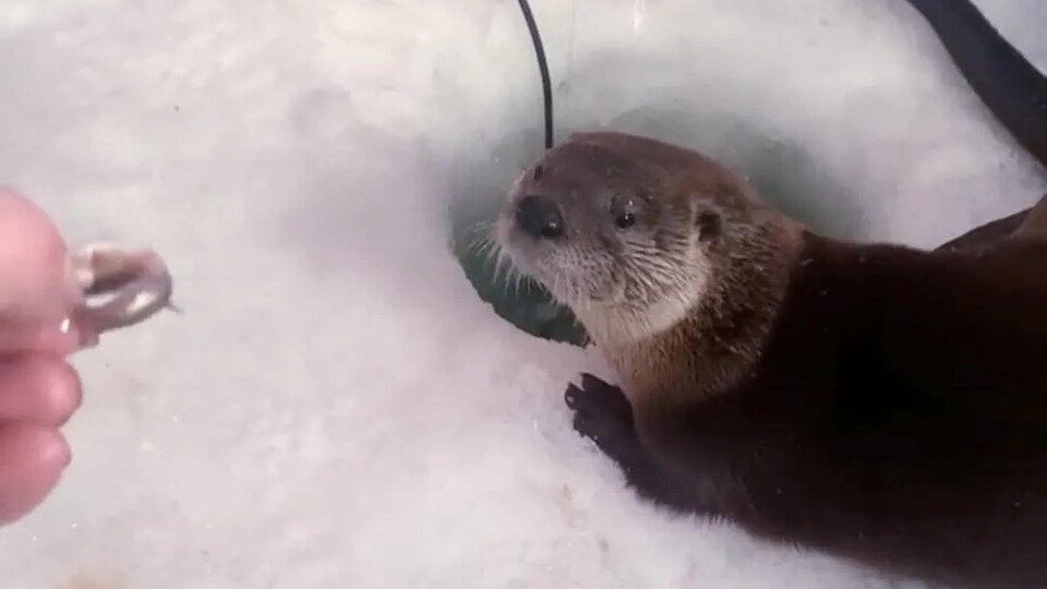 Une loutre près d'un trou dans la glace regarde un petit poisson.
