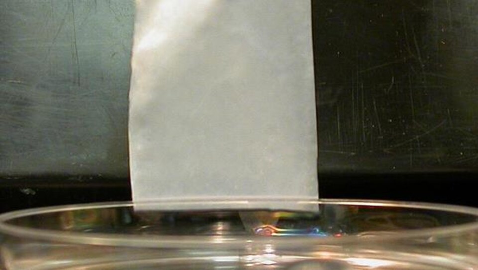 Un feuillet de peau formé du derme et de l'épiderme.