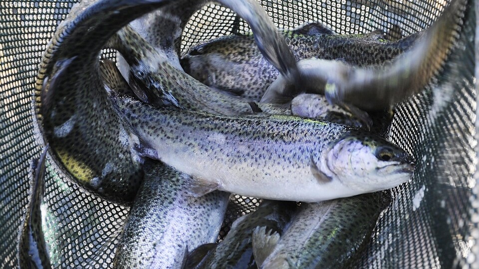 Des truites attrapées dans un filet de pêche