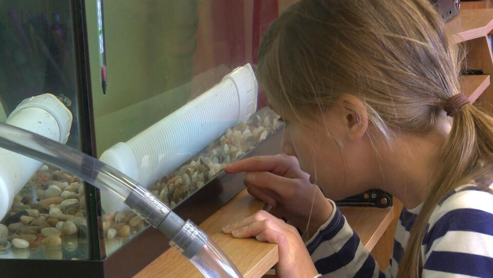 Histoires de saumons de la rivière Romaine