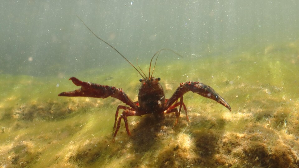 Une écrevisse dans l'eau.