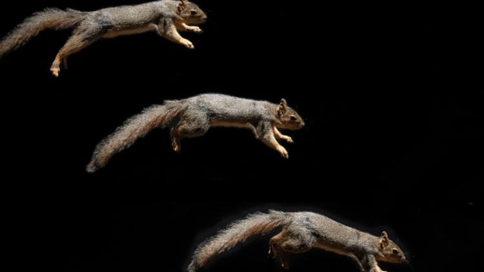 Image tirée d'une vidéo à haute vitesse d'un écureuil exécutant un saut à la poursuite de cacahuètes.