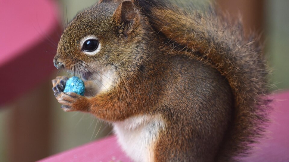 Un écureuil qui mange une pastille bleue toxique.