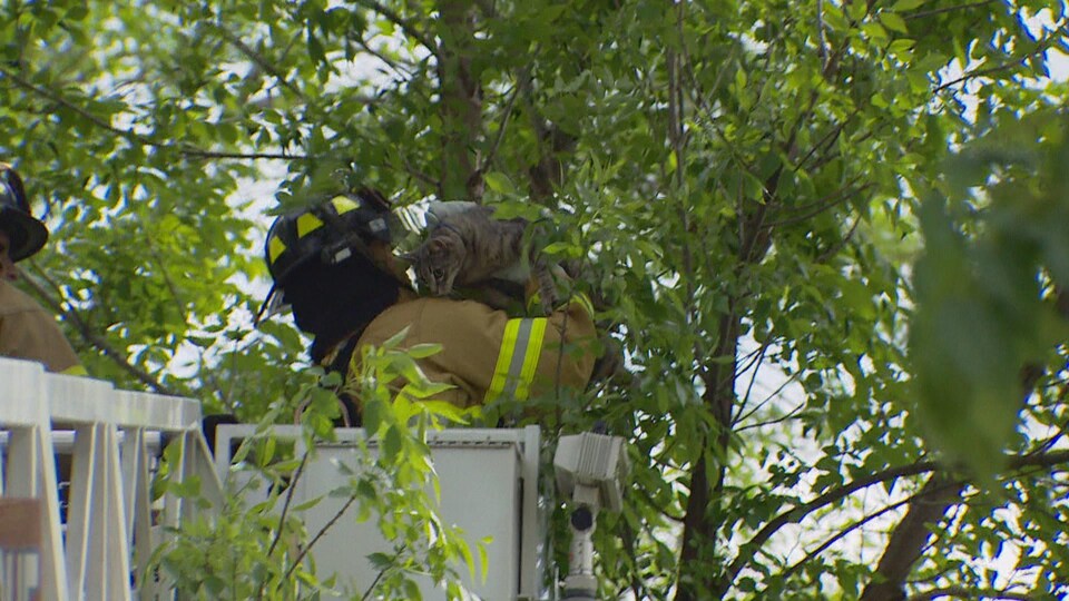 Un Pompier D Edmonton Sauve Le Premier Jour De Son Travail Un Chat Perche Dans Un Arbre Radio Canada Ca