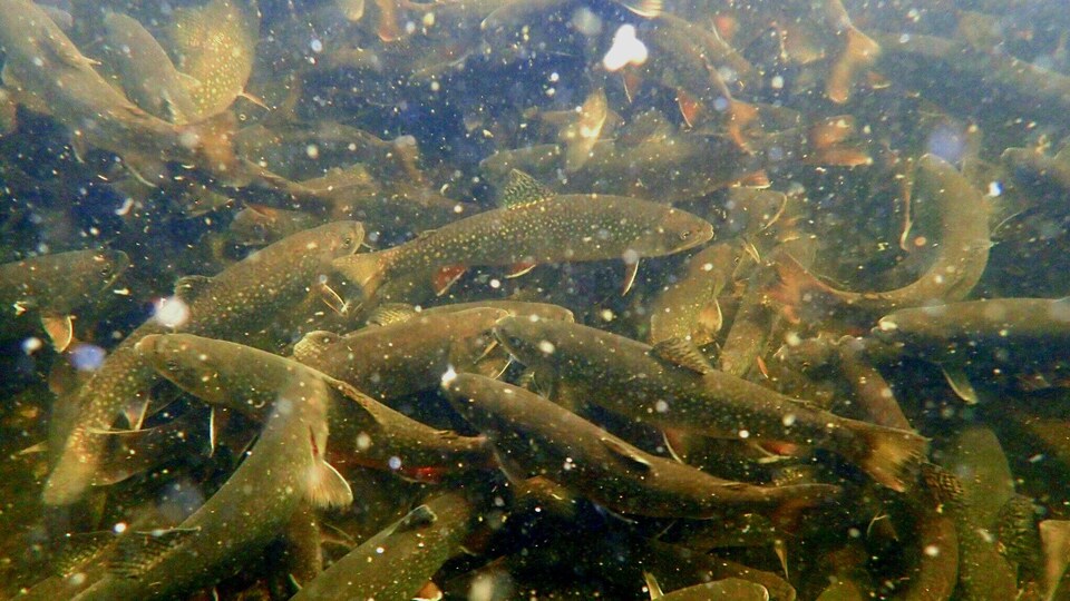 Des ombles de fontaine, aussi appelées truites mouchetées, sur le point de quitter la station piscicole de Lac-des-Écorces pour être ensemencées dans des lacs du Québec