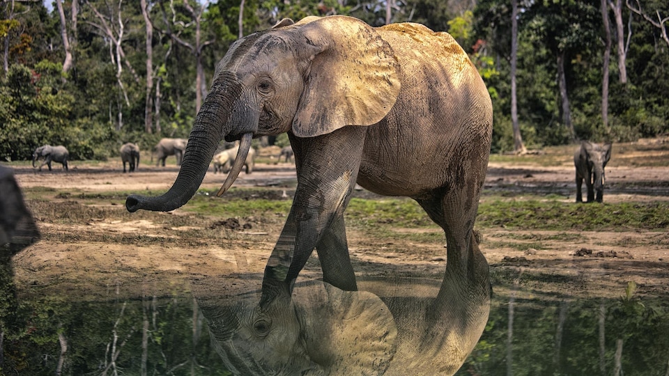 Des éléphants de forêt (Loxodonta africana cyclotis).