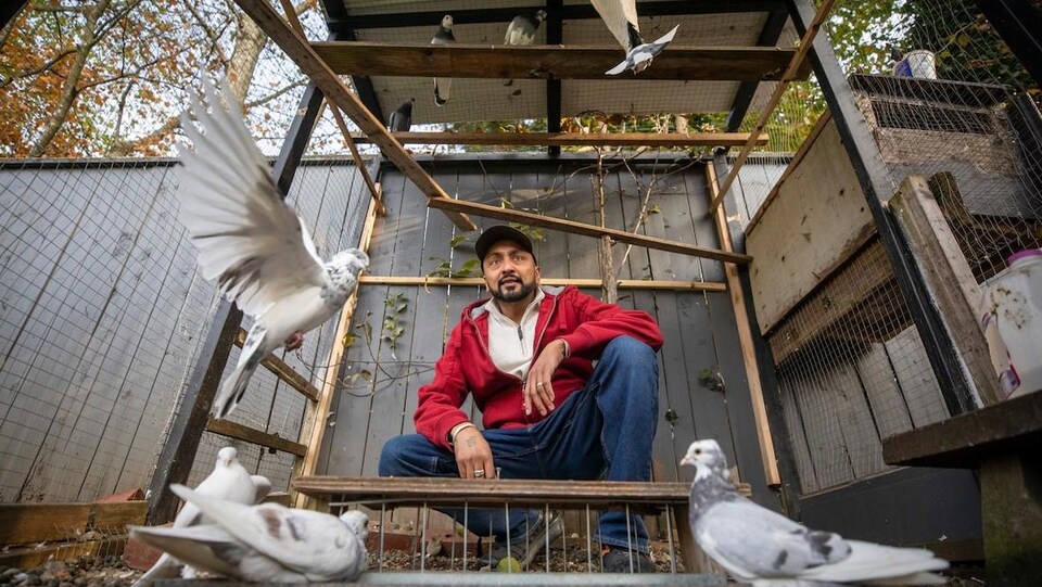 Des pigeons, certains par terre, d'autres qui volent. Un homme se trouve au milieu d'eux.