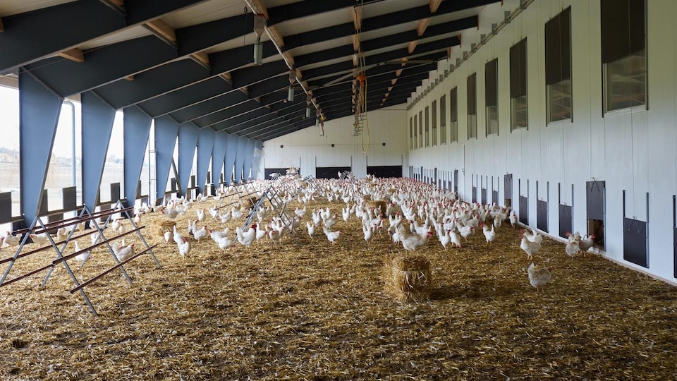 Les poules profitent du grand air.