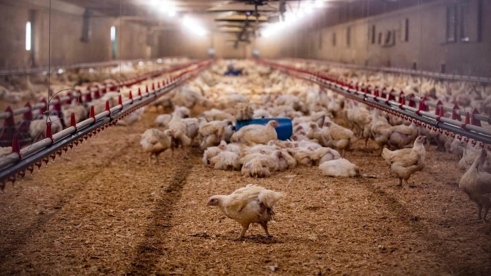 Les éleveurs de volaille de l’Alberta sont les plus durement touchés par la grippe aviaire