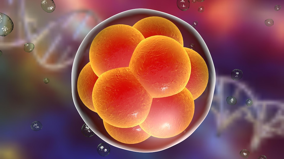 La vie humaine commence par la création d'un embryon au moment de la fertilisation de l'ovule par le spermatozoïde. 