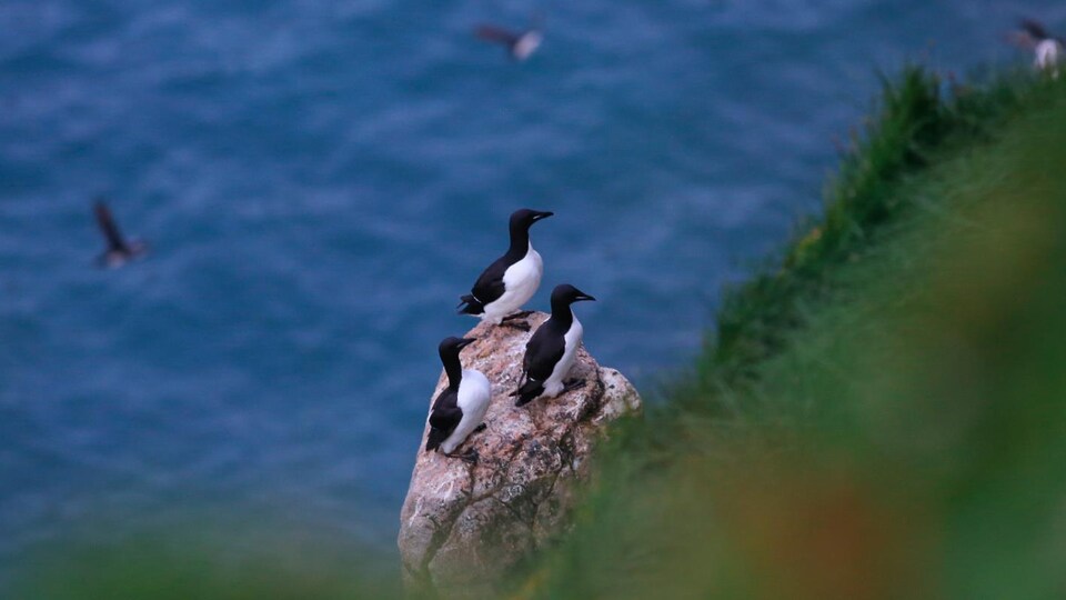 Des guillemots de Brünnich sur une falaise.