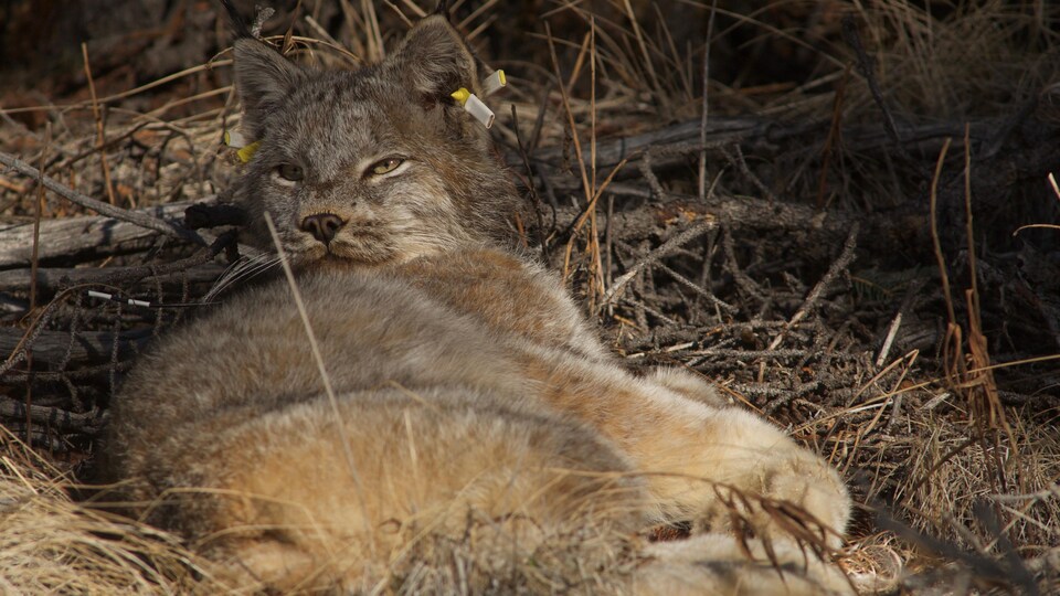 Un lynx du Canada allongé.