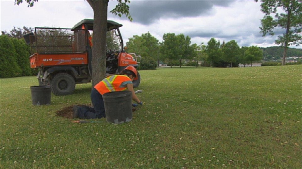 Un employé fait des travaux d'entretien d'un terrain.