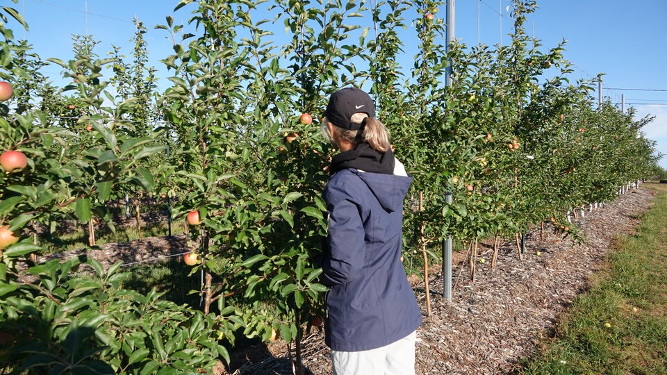 Femme dos à la caméra regarde les pommes dans un pommier.