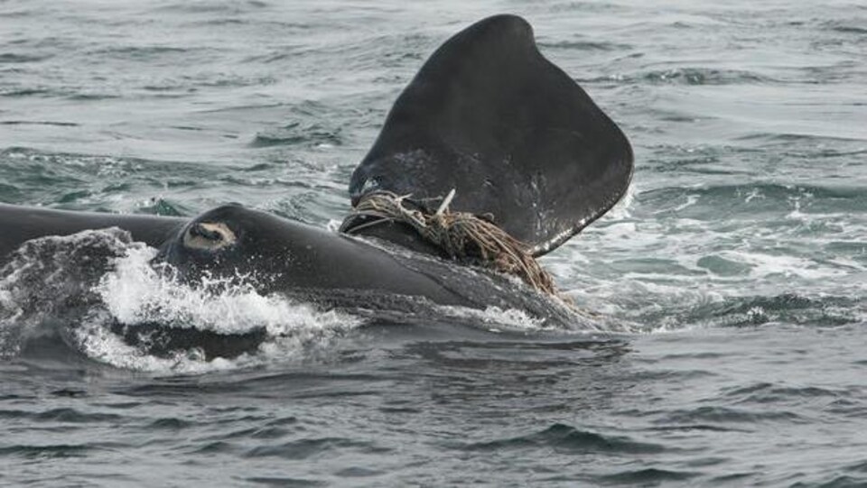 Une baleine émerge de l'eau. De vieux cordages font plusieurs tours autour de sa nageoire et semblent enroulés très serré.
